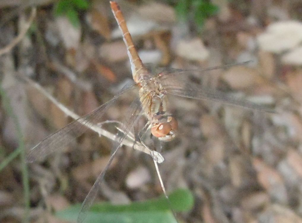 Sympetrum striolatum o S. meridionale? S. meridionale!